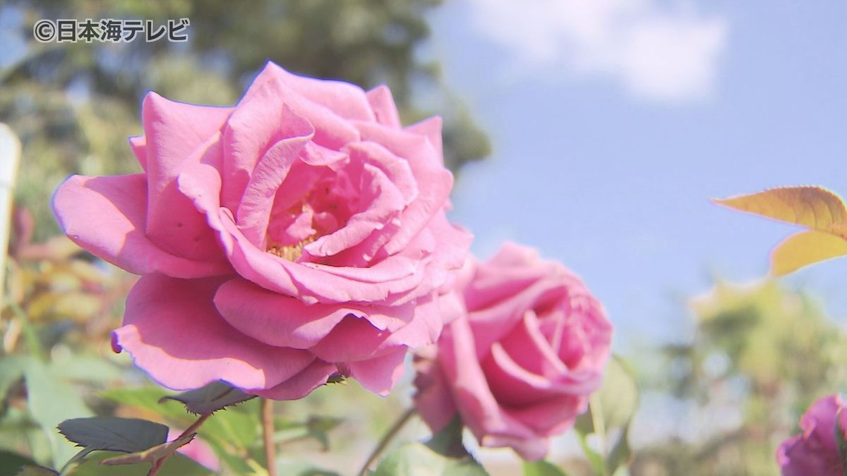 「よくぞこれだけ咲いてくれた」　バラ園で“華やかな”秋バラが咲き誇る　鳥取県米子市