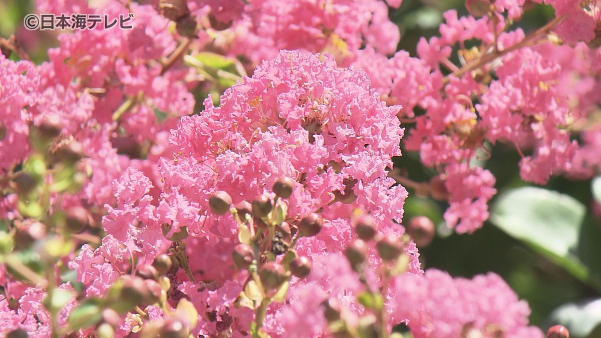 厳しい暑さの中…サルスベリの花が見頃迎える　鳥取県鳥取市・とっとり出合いの森