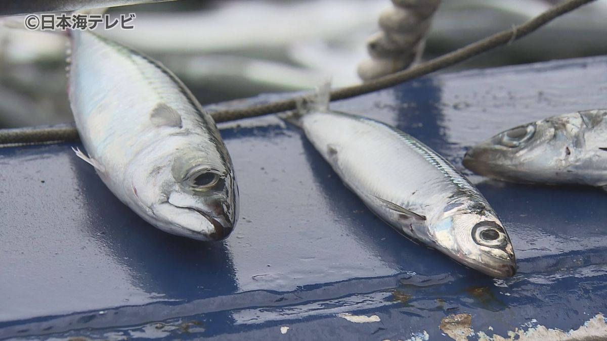 “大衆魚”アジの水揚げ量に異変…　漁師「盛漁期を迎えているんですが、前年の半分程度の水揚げ」　アジフライを製造する企業も困惑　鳥取県