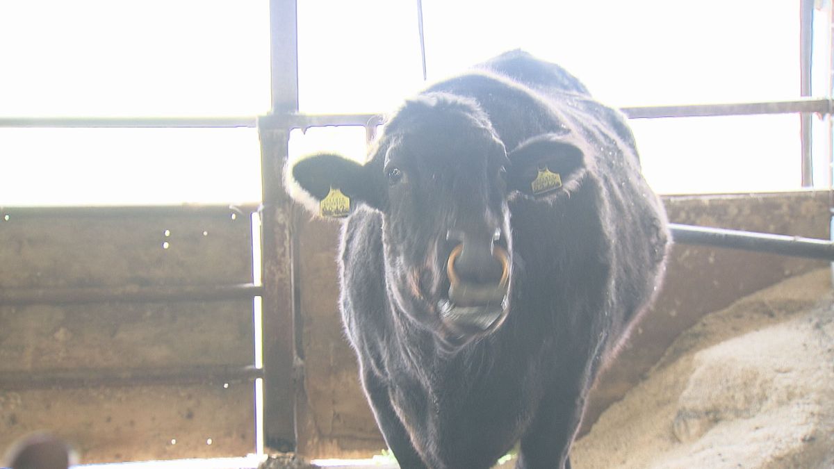 スーパー種雄牛 白鵬85の3の母みどりが老衰で天国へ 人の年齢では90歳以上 鳥取県の和牛振興に貢献