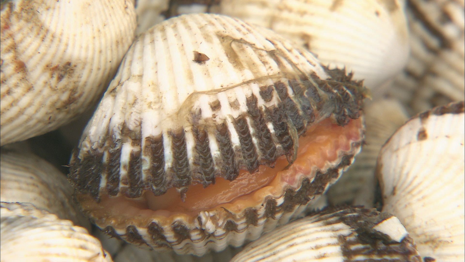 貝毒が検出の中海のサルボウガイ 検査の結果規制値下回る 3週連続で