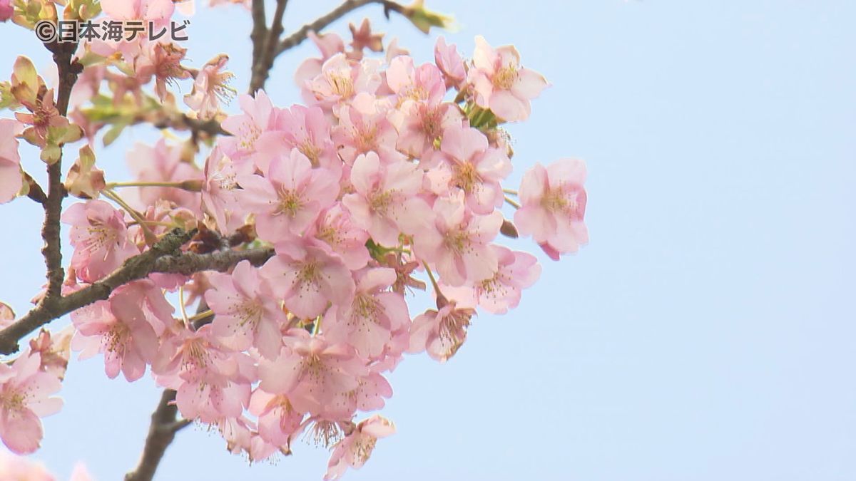 全国的に晴れてぽかぽか陽気！河津桜が見頃　土手沿いに約1.5㎞にわたって180本の桜が満開　島根県雲南市