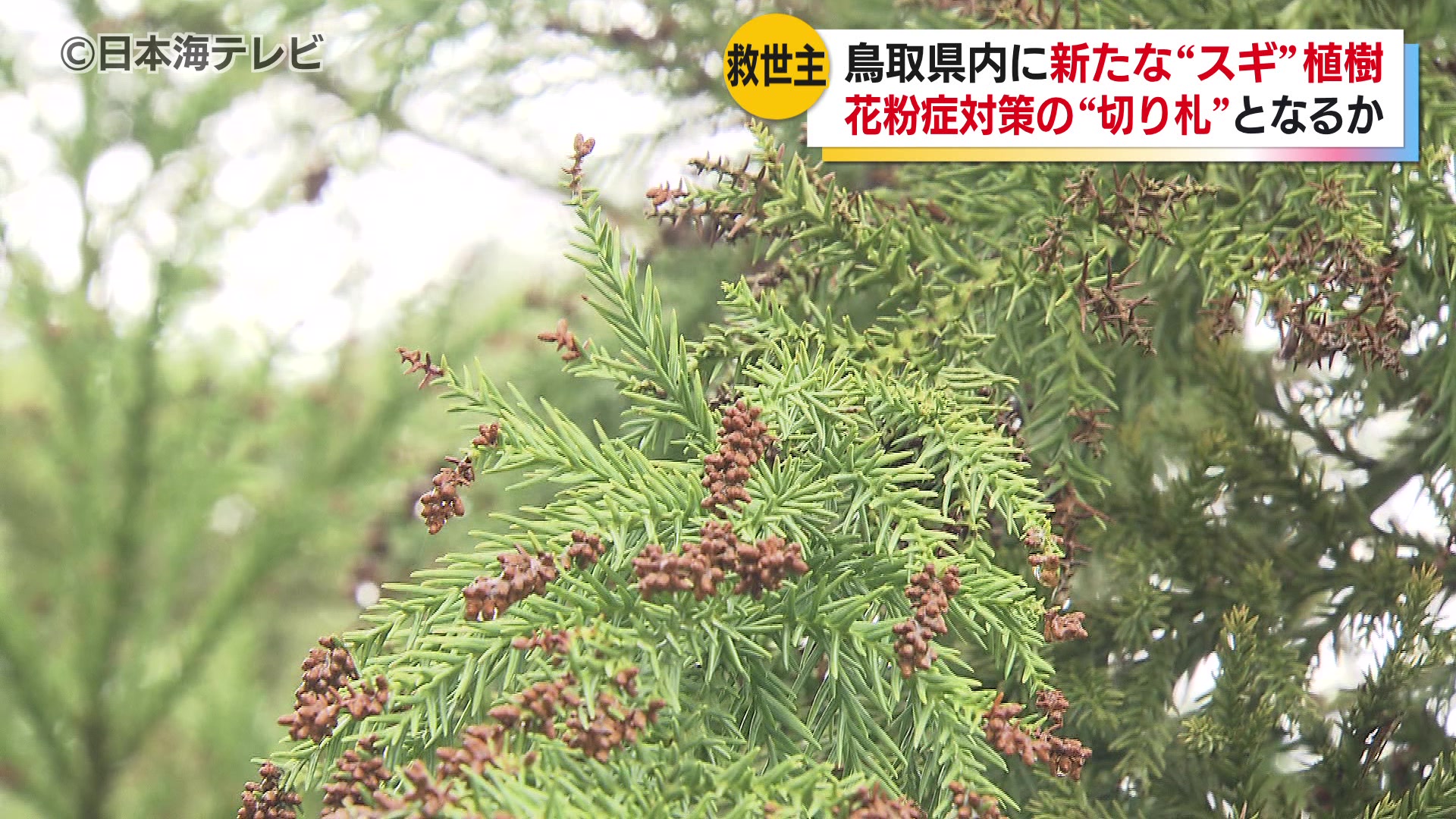 鳥取県内初の「無花粉スギ」 富山県から購入の約4,000本を植樹 花粉症