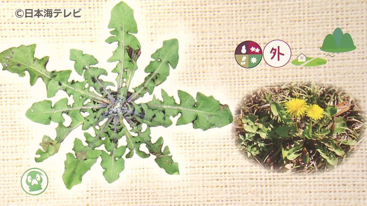 「踏まれてもなお元気に強く生きている」　放射状に葉を広げる植物の企画展　島根県出雲市