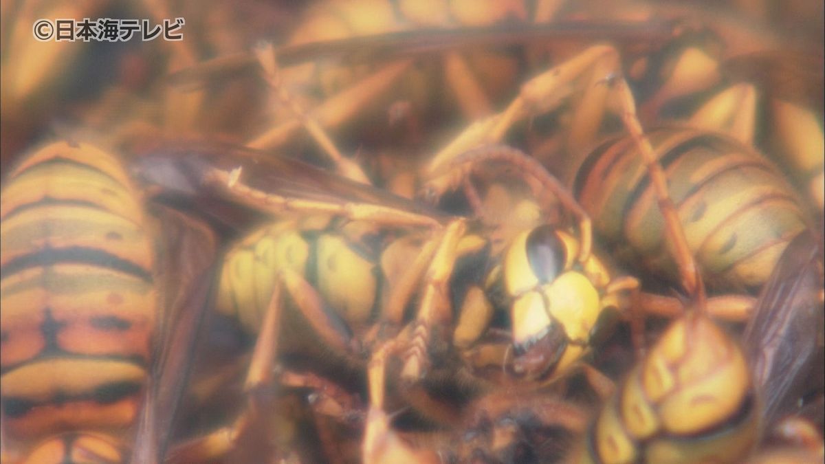 【速報】集団健診の会場にスズメバチ　3人が刺される　鳥取県岩美町