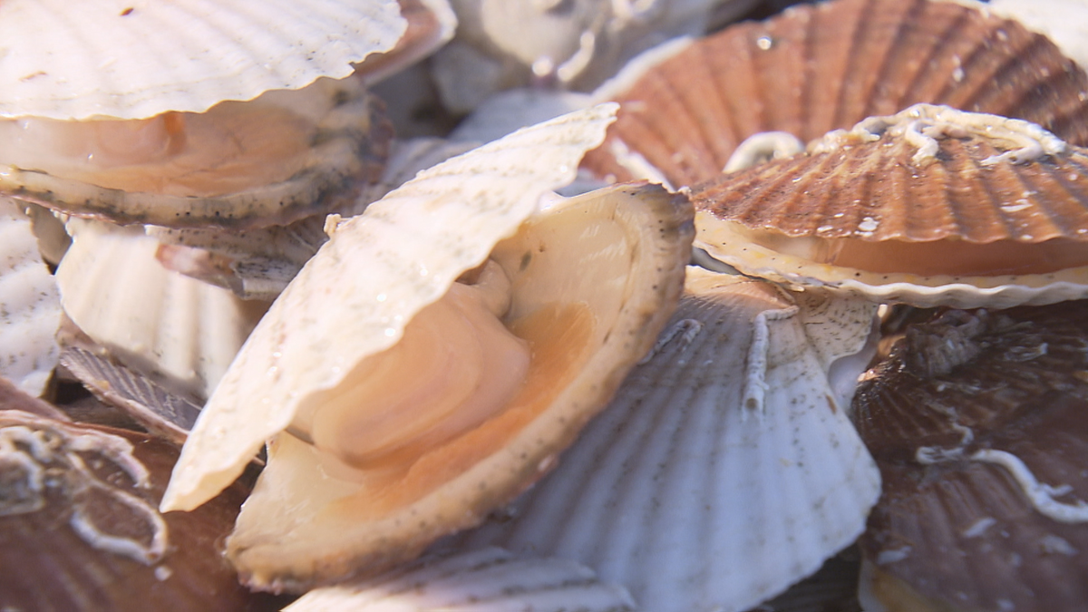 「年末年始はホタテを食べられないかも…」青森市内の陸奥湾ホタテ水揚げが平均の2割以下に　不漁だった去年の半分以下