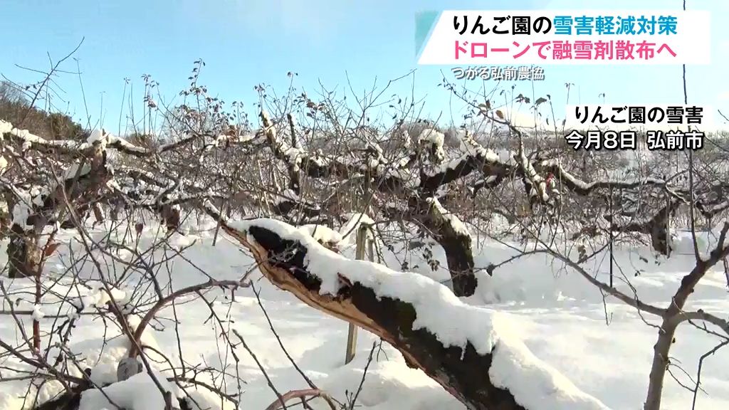 【豪雪】青森県に33億円“前倒し交付”　りんご園被害軽減には「ドローンで融雪剤散布」　ハウス倒壊は15市町村で135棟に上る