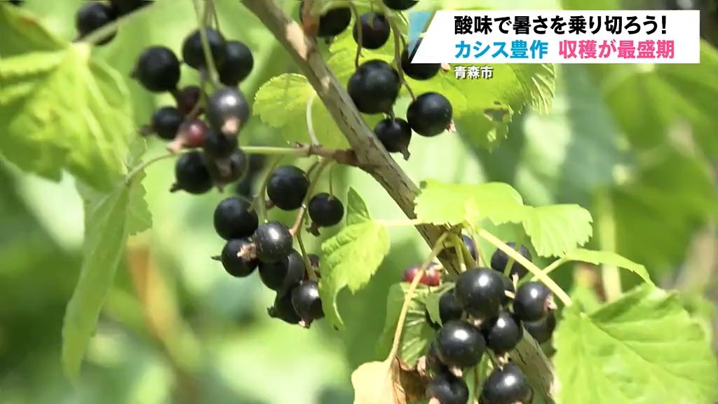 【生産量日本一】青森市特産カシスの収穫が最盛期　ことしは豊作