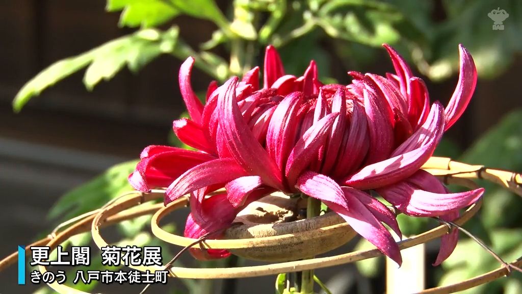 伝統の美　菊花展開幕　八戸市・更上閣