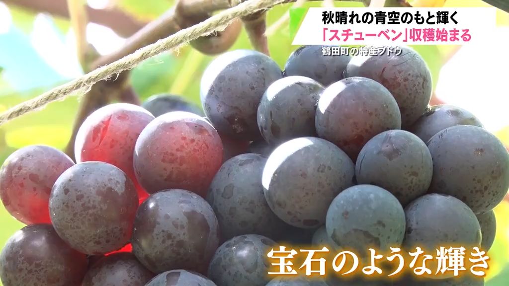 宝石のように輝く特産「スチューベン」収穫始まる　鶴田町