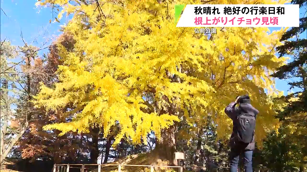 イチョウ　根上がり　銀杏　希少 紅葉終盤 弘前公園で樹齢300年の『根上がりイチョウ』鮮やかに 青森県