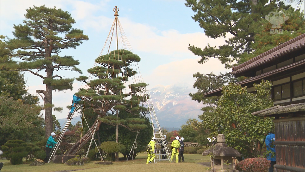 御堂　赤松　岩手県産　山木　山採り　懸崖　希少 御堂赤松 岩手県産 山木 山採り 懸崖 希少 【公式通販】