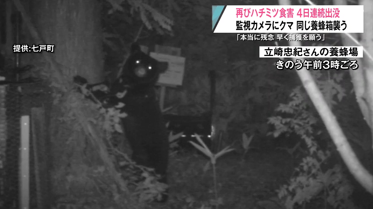 監視カメラが姿捉える！4日連続でハチミツがクマ被害に…ミツバチ8.000