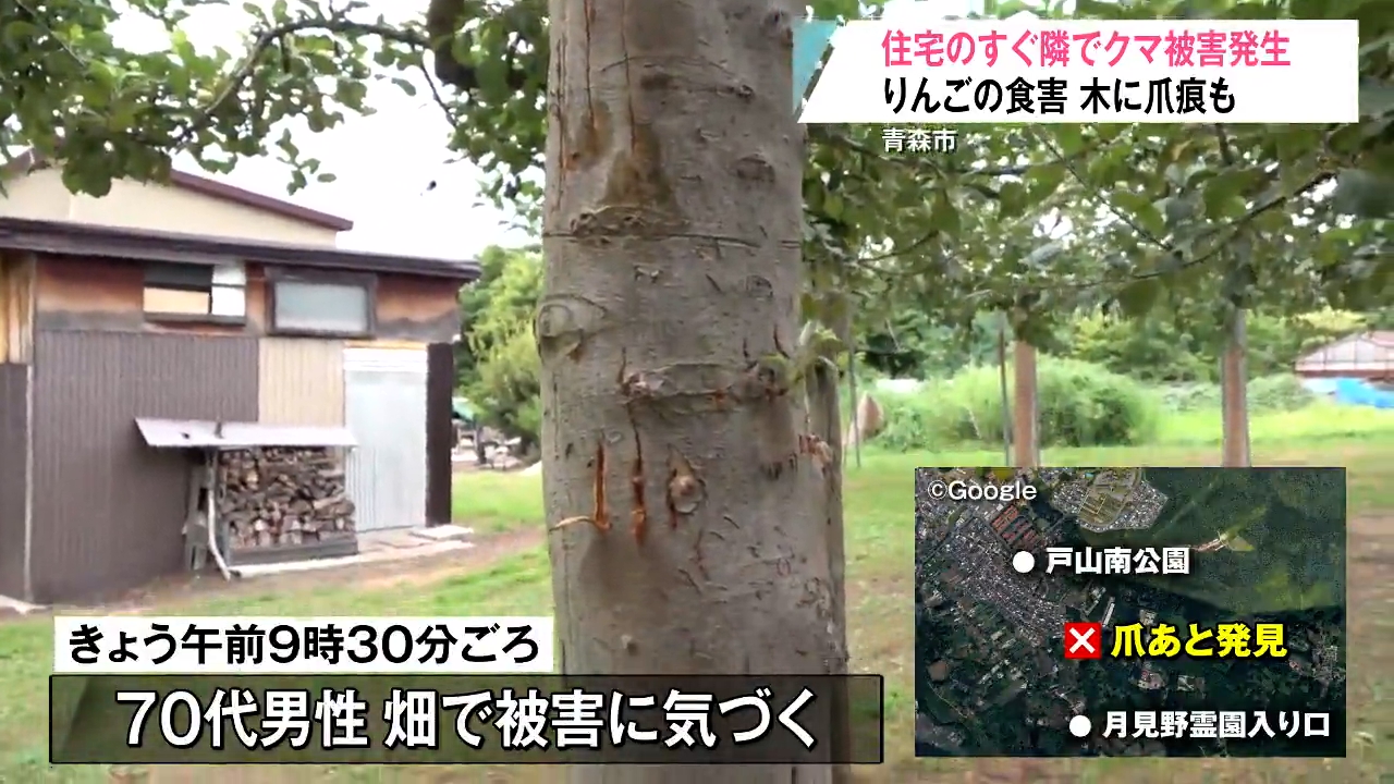木に爪痕も…住宅地のりんご畑でクマ食害 「そこは団地だから…」住民は