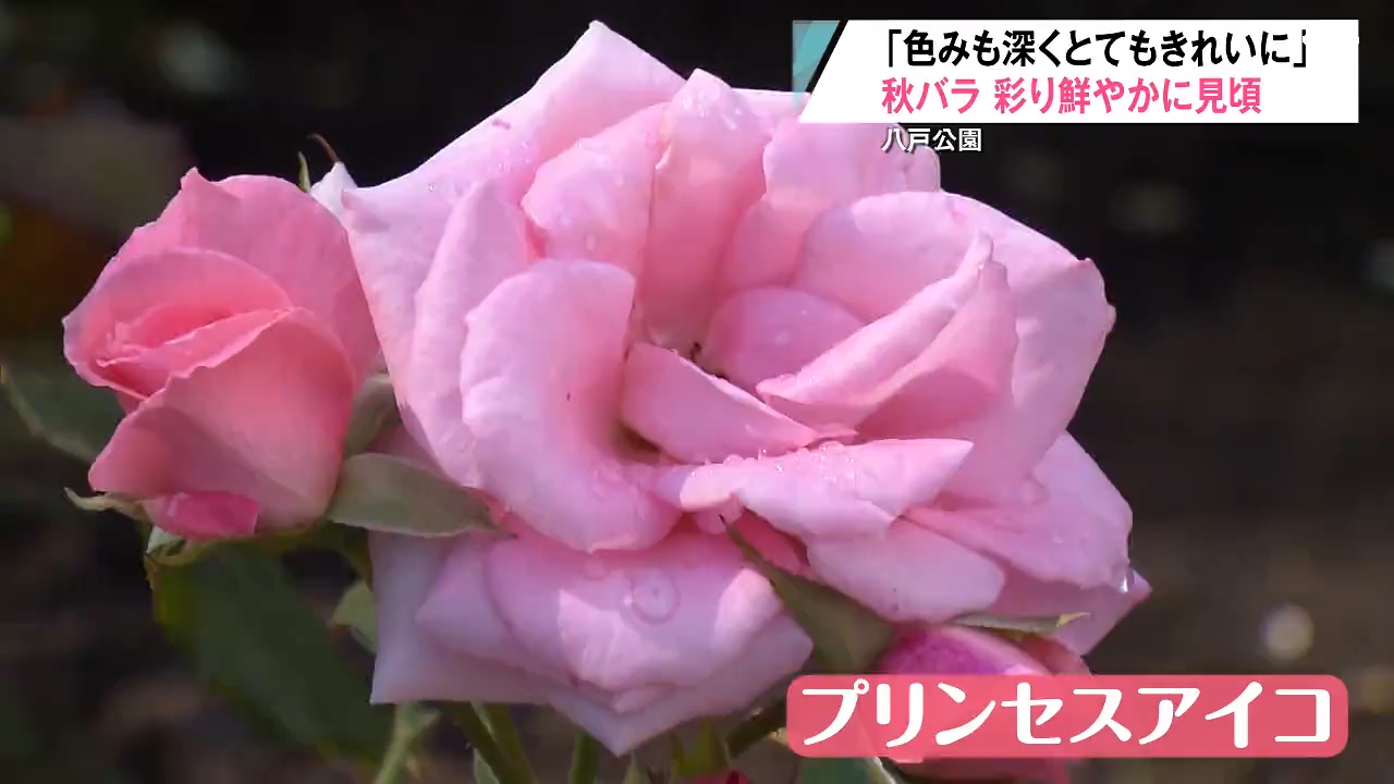 ゆっくり秋のバラは咲いていきます」秋晴れで鮮やかなバラ見ごろ 八戸