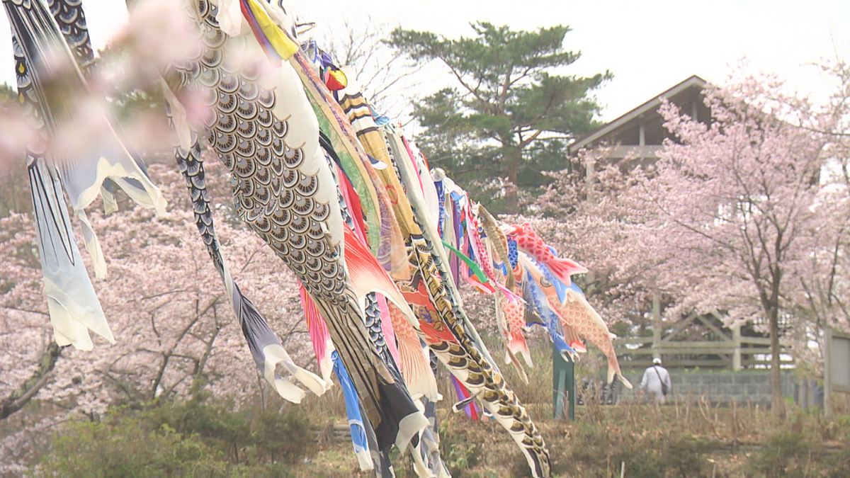 桜に包まれて泳ぐ“こいのぼりの大群”　高台にあるお花見スポットには海外から結婚記念写真を撮りに訪れた夫婦も…　青森県野辺地町