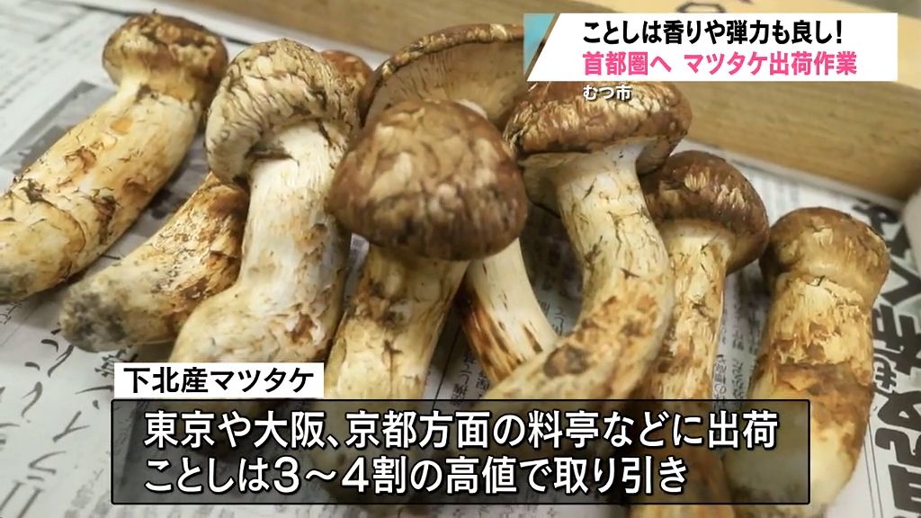 秋の味覚　天然マツタケの出荷作業　ことしは香りや弾力の良いものが採れている　むつ市