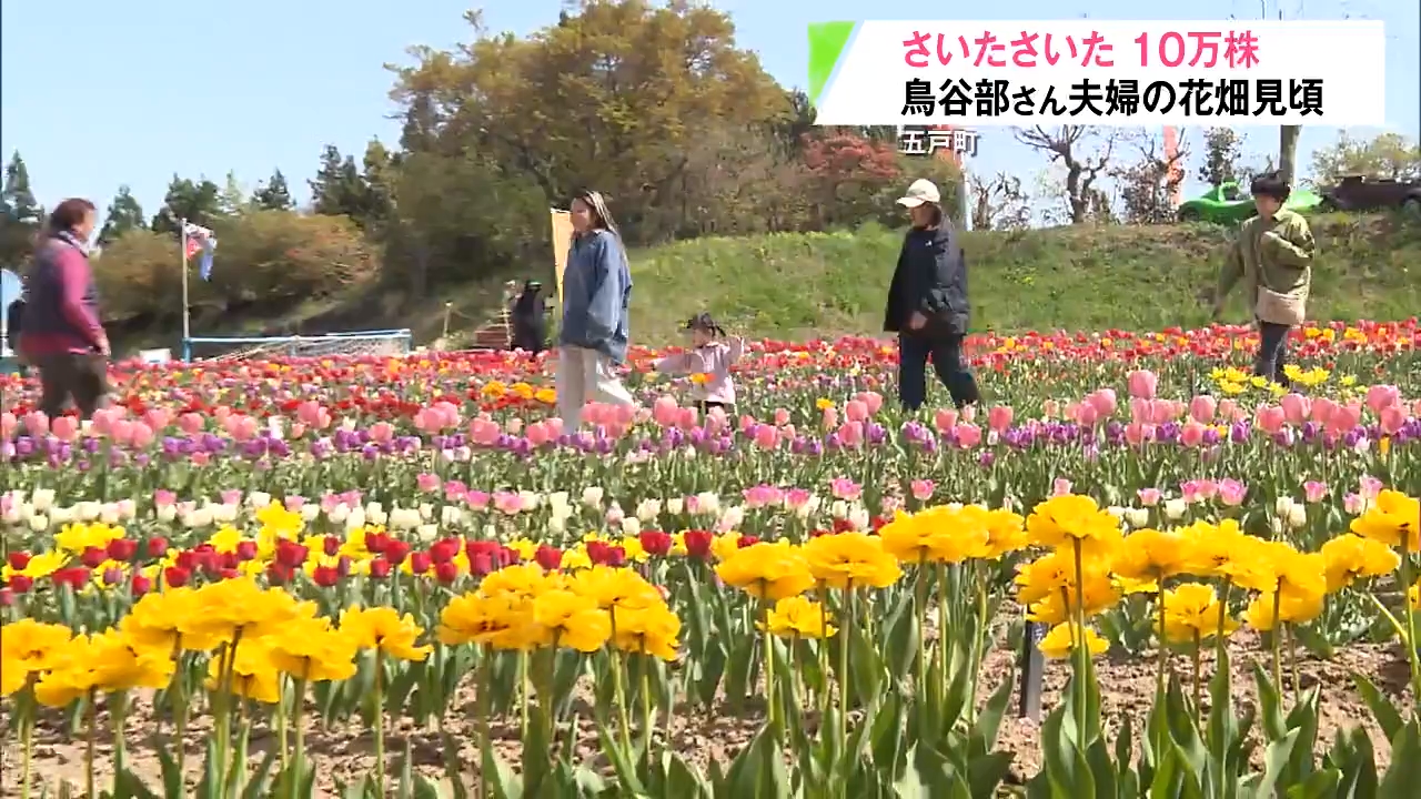 10万株のチューリップが五戸町で見頃！300品種が咲き誇る園地が開園 今