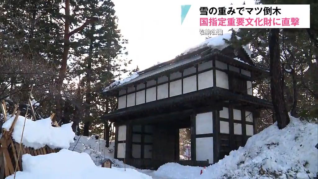 雪の重みでマツ倒木　国指定重要文化財に直撃　弘前公園　修理には数年かかる見通し