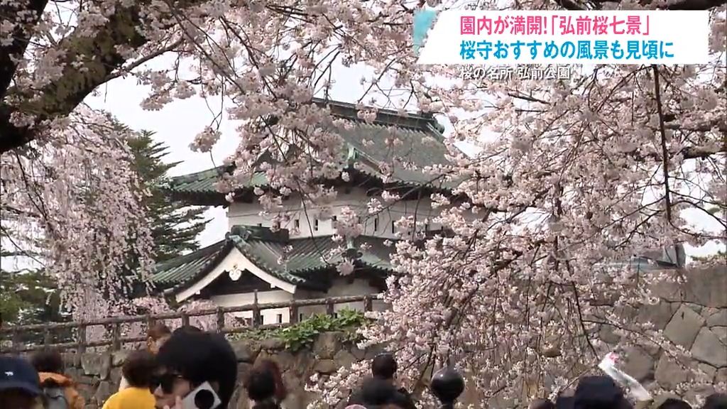 桜守オススメ「弘前桜七景」も見ごろ！満開迎えた弘前公園の人気スポットでは…　青森県弘前市