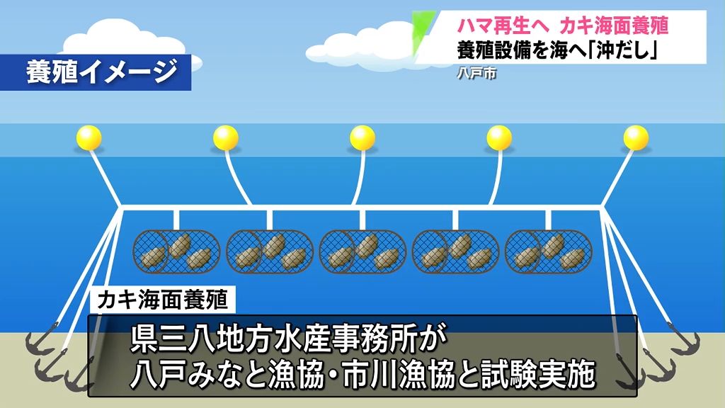 ハマ再生へ　カキ海面養殖　養殖設備を海へ「沖だし」　組合長「半年後がのくらい育つか楽しみだ」　青森県八戸市