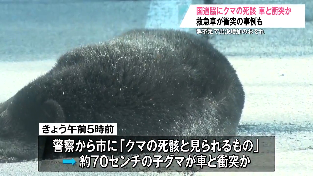 飛び出す『クマ』に注意！道路上で車や救急車との衝突も…エサを求めて