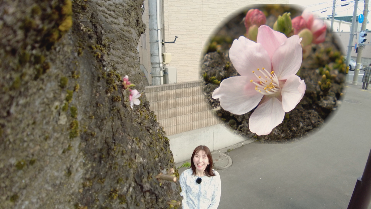 青森市の名所・桜川で胴吹き桜ほころぶ　19日には“花さかじいさん登場”の夜桜まつり開催