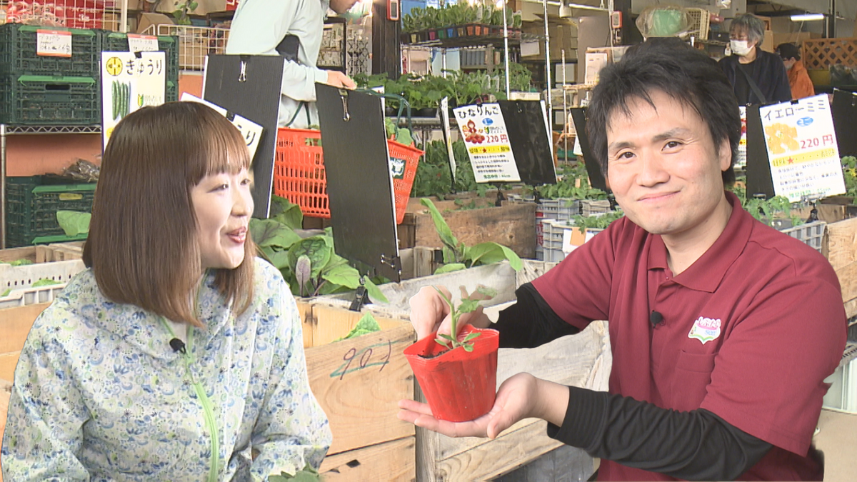 家庭菜園シーズン間もなく到来