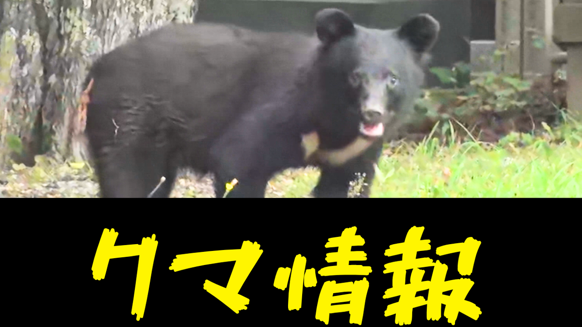 クマ捕獲】青森市細越地区でクマ1頭が捕獲されました。体長1．2