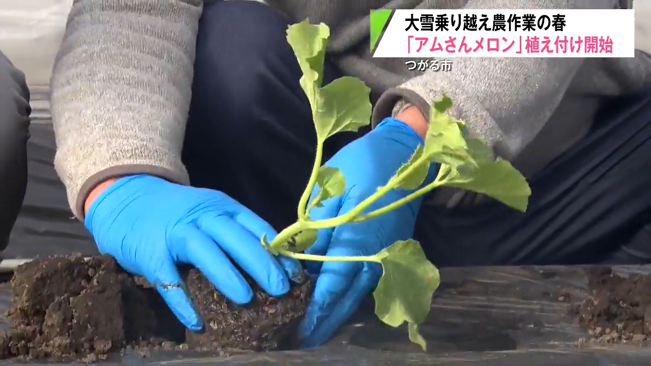 大雪に負けない高値を」ブランド“アムさんメロン”の苗植え付け開始