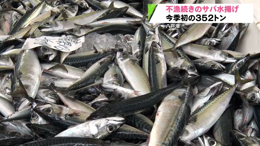 不漁続く八戸沖のサバ　今季初まとまった量の水揚げ　３００トン超　回復に期待