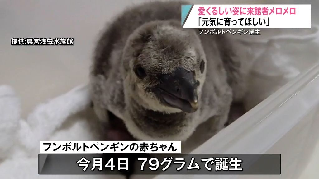 愛くるしい姿に来館者メロメロ　｢元気に育って欲しい｣　フンボルトペンギン誕生　春先には元気に泳ぎ回る姿を見せてくれそう　県営浅虫水族館　青森県青森市