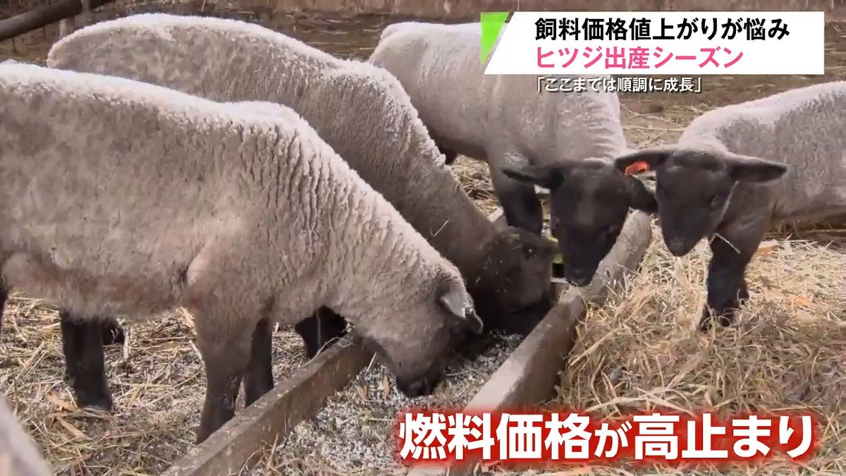 愛らしい子ヒツジたちに癒される季節