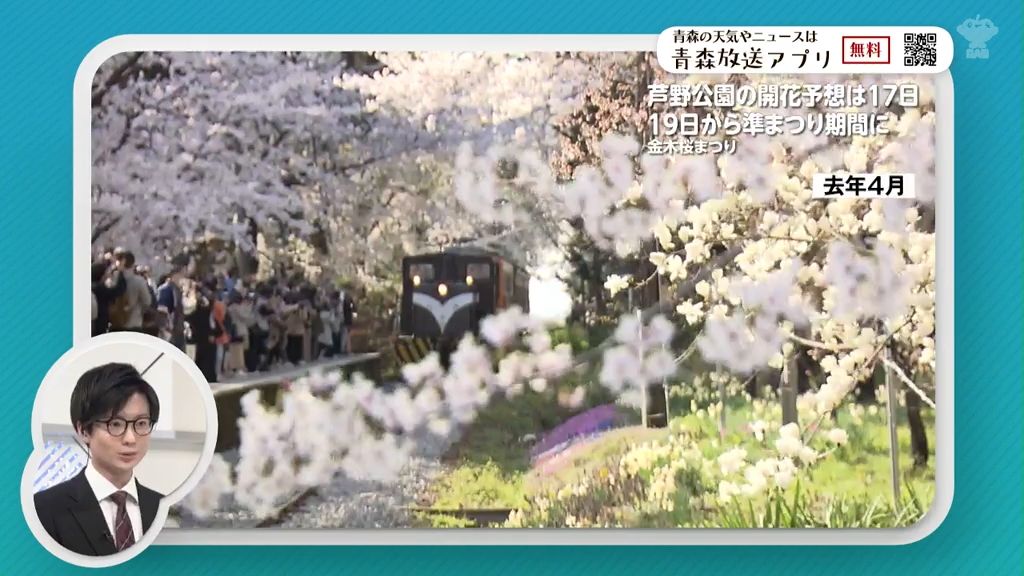 去年は会期前に満開も…ことしは19日から「準まつり期間」　青森県五所川原市・金木桜まつり