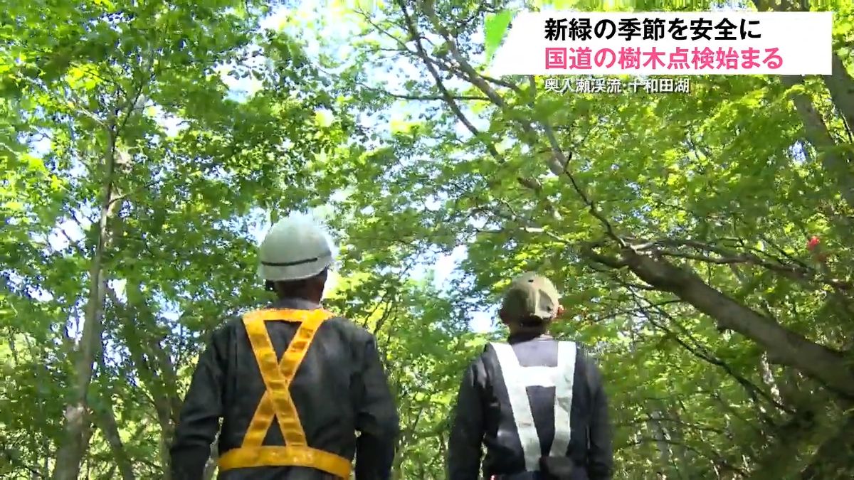 3年前に死亡事故も...新緑の時期を前に奥入瀬渓流や十和田湖を通る国道で危険な木の点検始まる