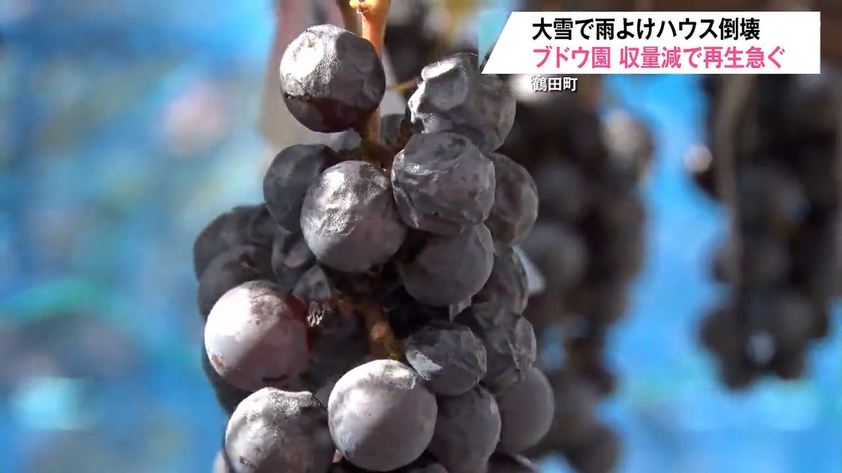 大雪でビニールハウス倒壊…収量が『4割減』も手作りの雨よけで育てた白 