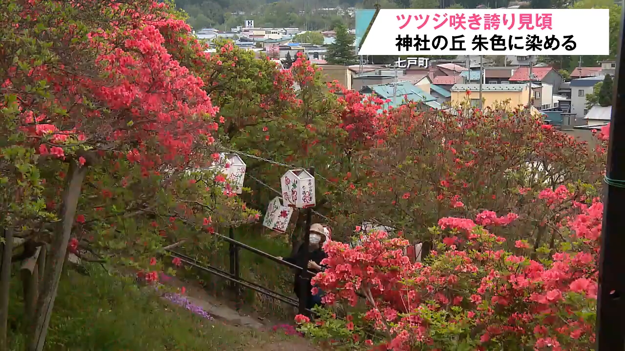 丘の斜面が紅色に！七戸町でヤマツツジが見ごろ 霜の影響で遅れるも