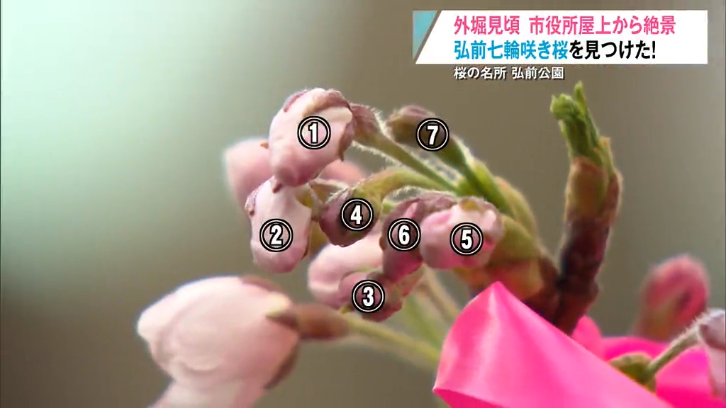 富士山をしのぐかもしれません」花盛りの弘前公園には“七輪咲き桜”も