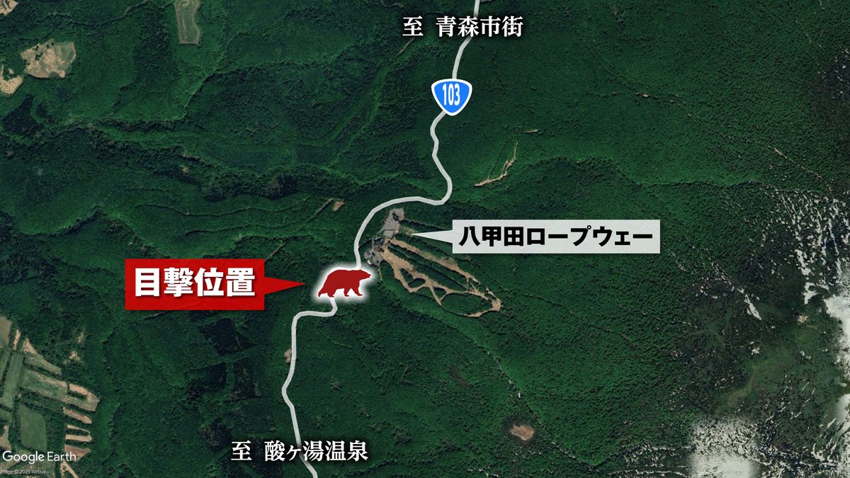 八甲田 山 熊