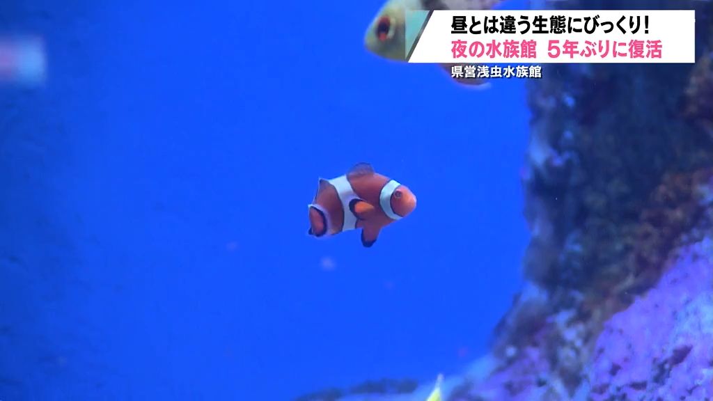 浅虫水族館の人気企画が5年ぶりに復活！夜のお魚はどうしてる？