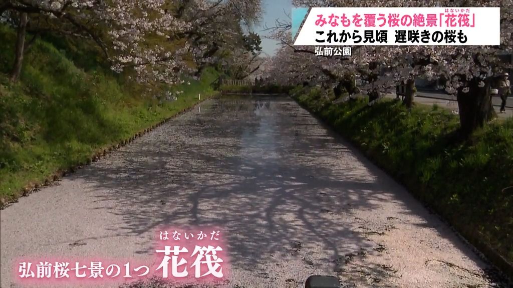 散った桜の花がみなもを覆う「花筏」が見頃　弘前公園