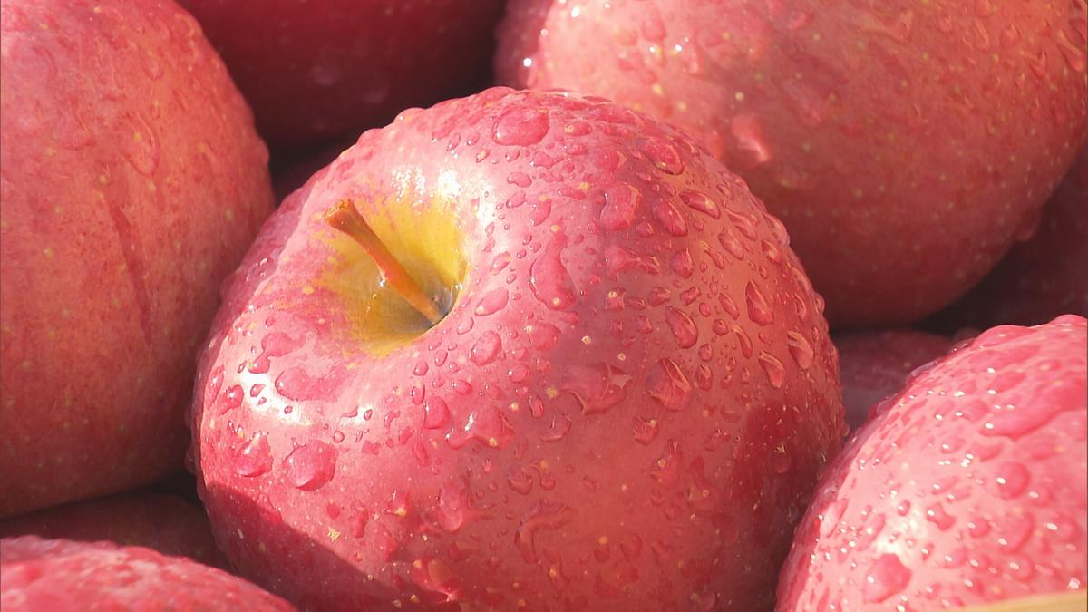 りんご 青森県産 JA津軽みらい 横浜三ツ星りんご 10kg(32玉〜40玉) 【お届け