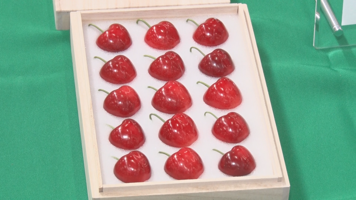 速報】1粒2万6千円以上！？まるで宝石のような大粒サクランボ「ジュノ