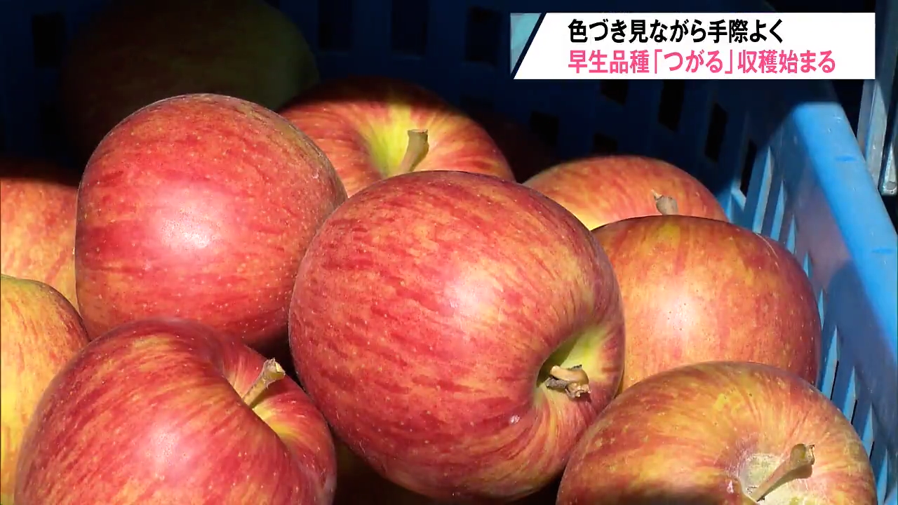 9月上旬が収穫最盛期のりんご「つがる」 昼夜の気温差あり甘さ十分