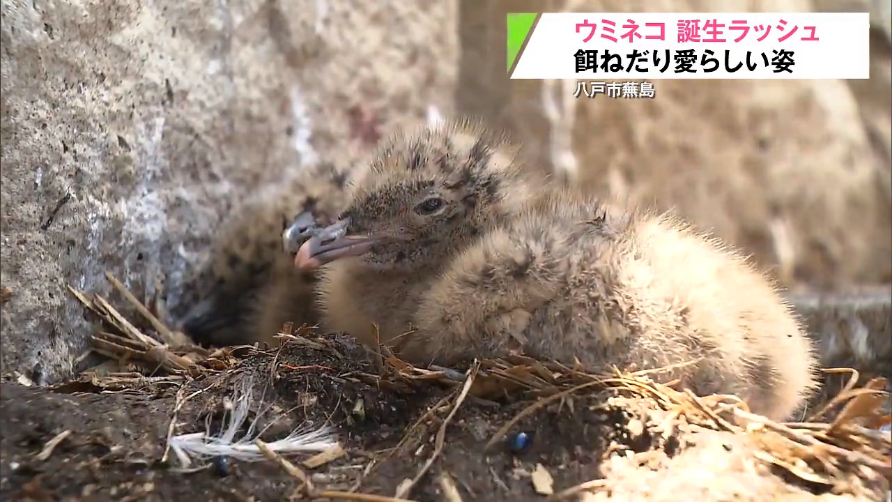 八戸市・蕪島でウミネコの誕生ラッシュ！赤ちゃんが親鳥にえさをねだる