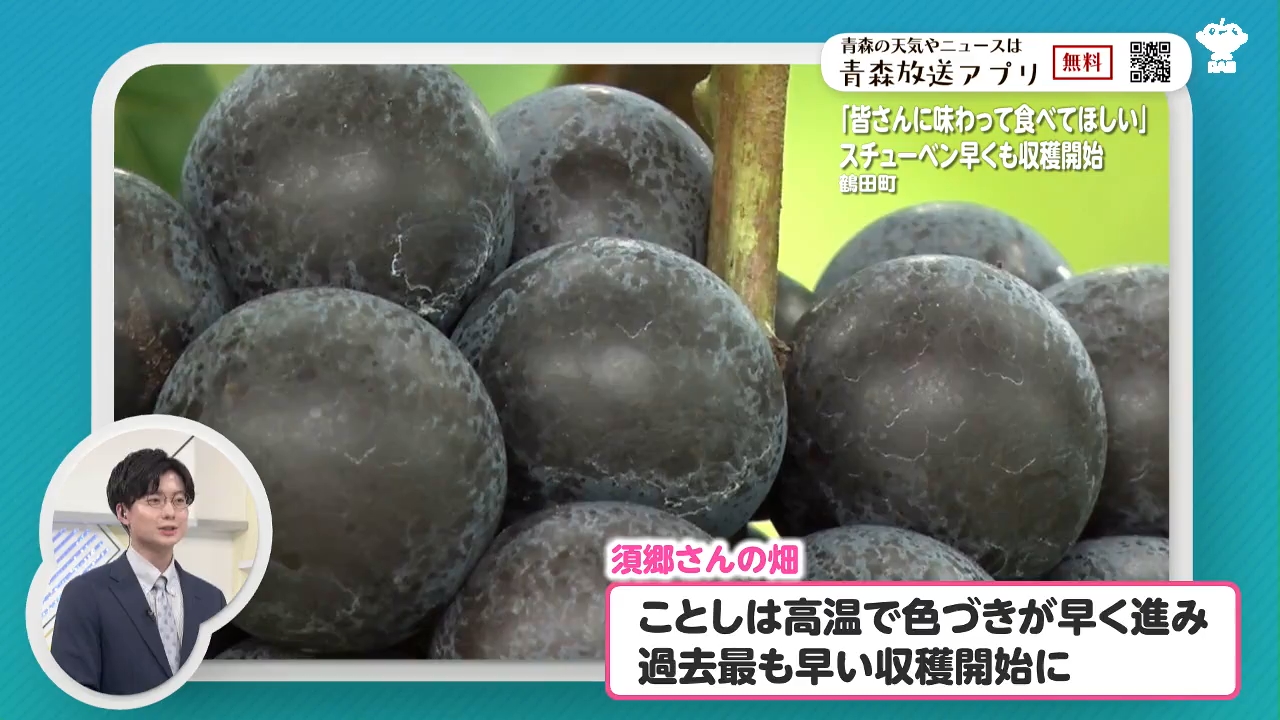 宝石のように輝く！特産ブドウ「スチューベン」の収穫始まる…豪雪被害