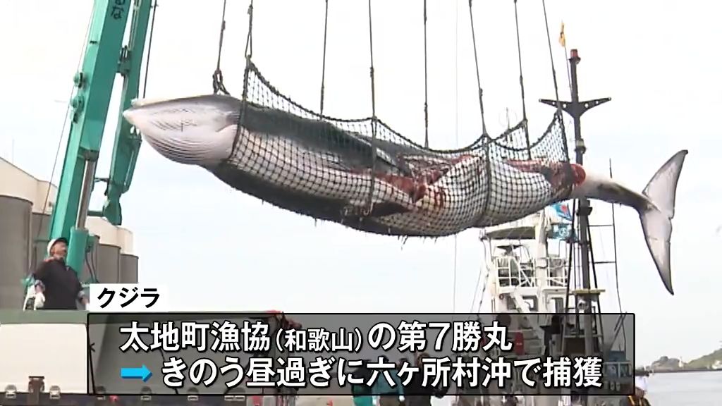 体長7.7メートル　重さ3.5トン　２年ぶりに八戸港に水揚げ　商業捕鯨でミンククジラ１頭