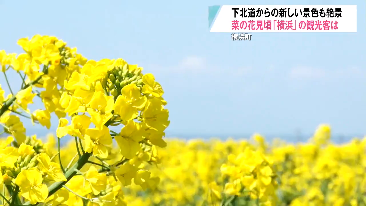 日本最大級！横浜町の菜の花が見ごろ 広さ6500平方メートルの大迷路に1