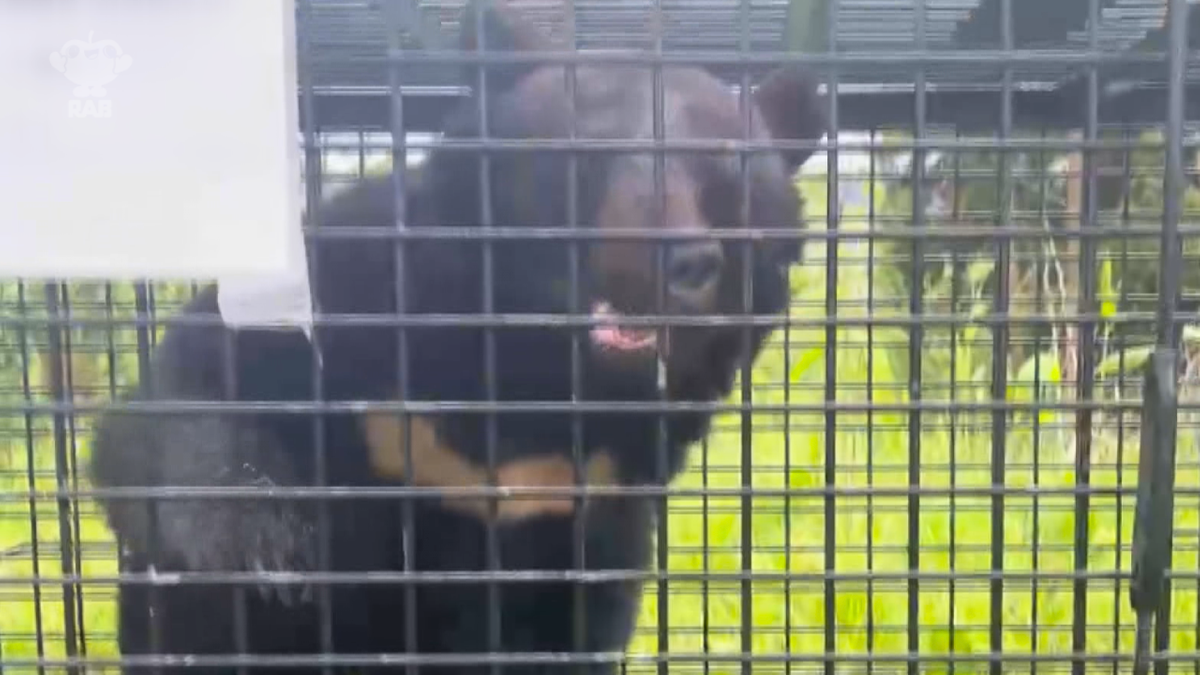 本当に肝が冷える」住宅から約300mで“クマ捕獲”も他にいる可能性捨て