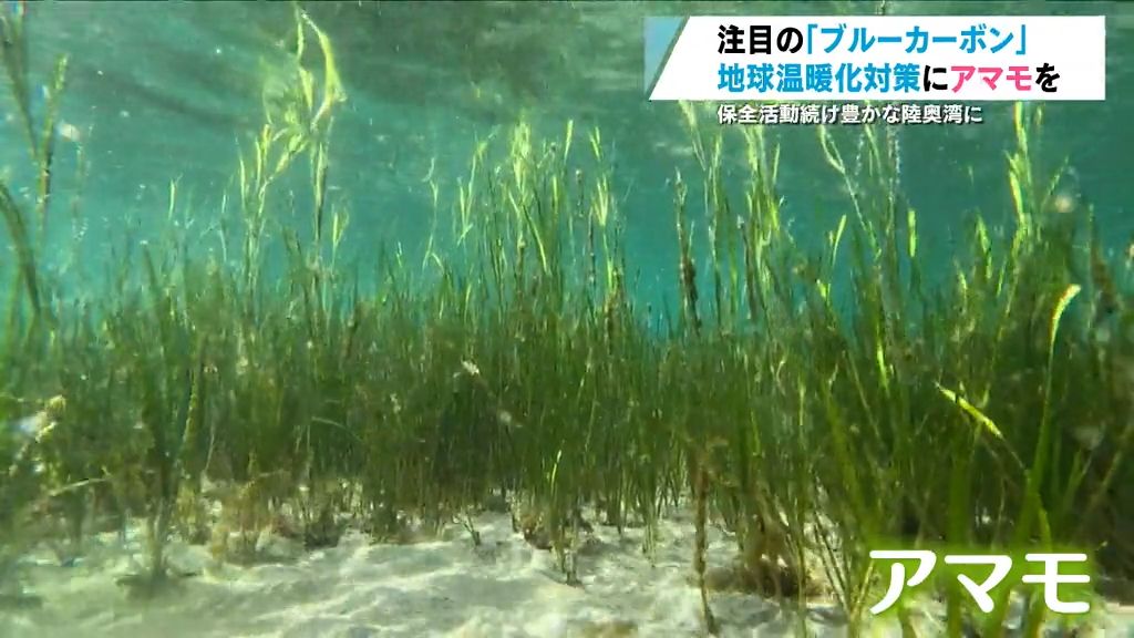 【特集】注目の「ブルーカーボン」地球温暖化対策にアマモの移植